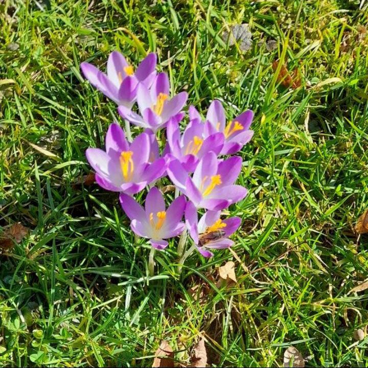 Blumen auf grüner Wiese